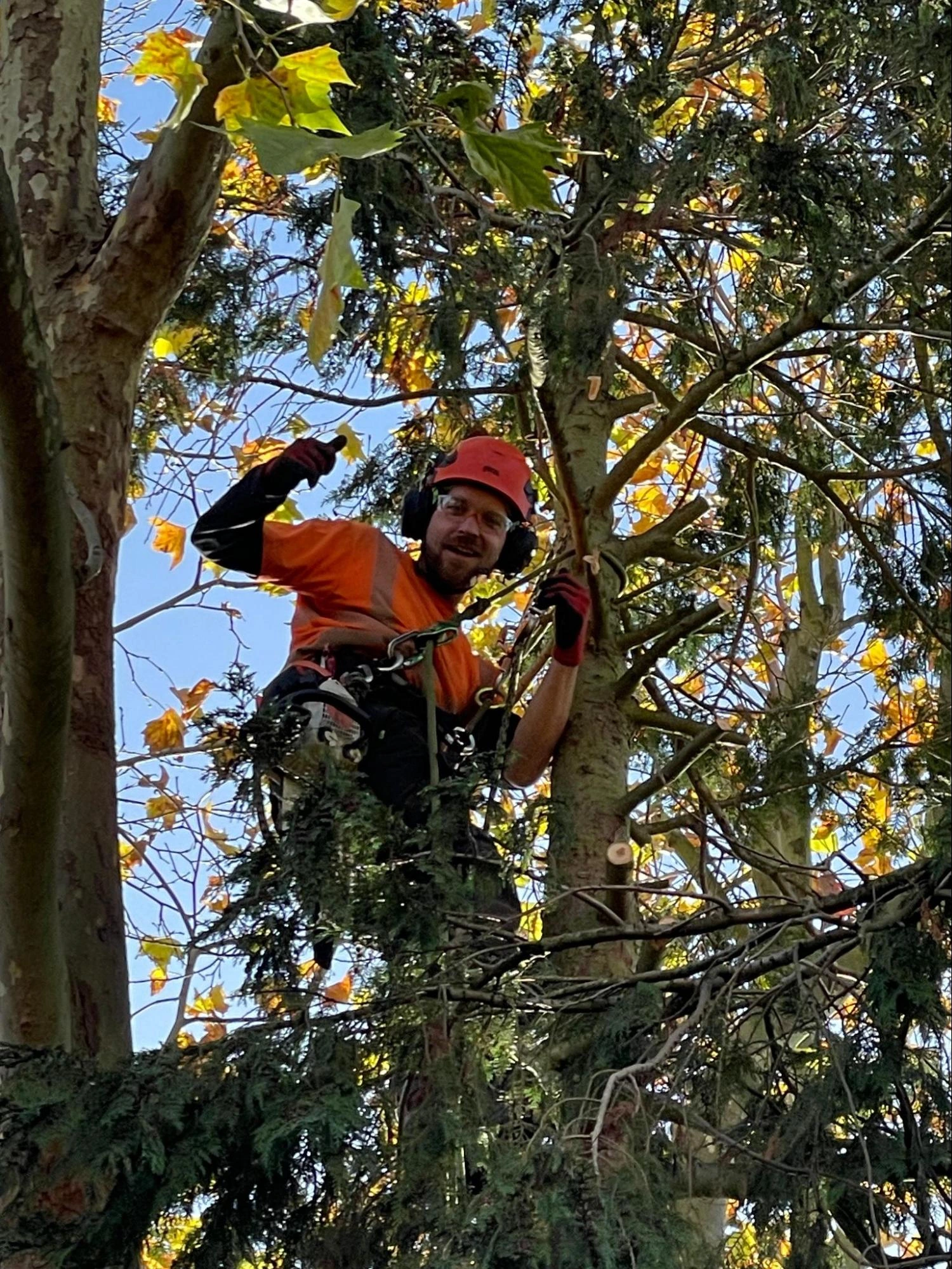 Billericay Tree Care Experts